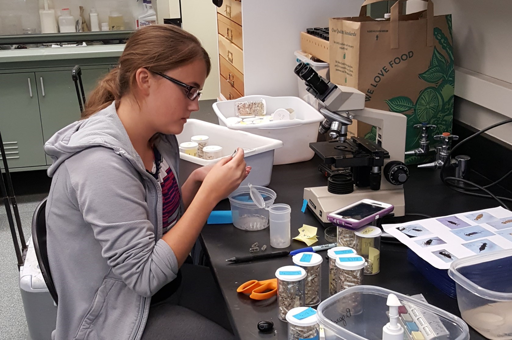 Undergraduate Keyla Pruett examines roseau cane scalesjpg